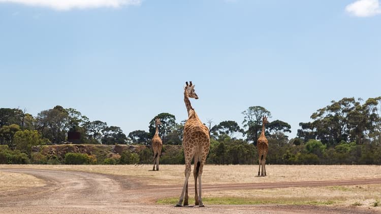 Best Hotels in Melbourne near Werribee Open Range Zoo