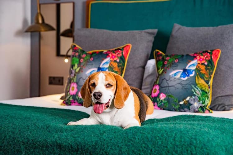 15 Best Pet-Friendly Hotels in Manchester