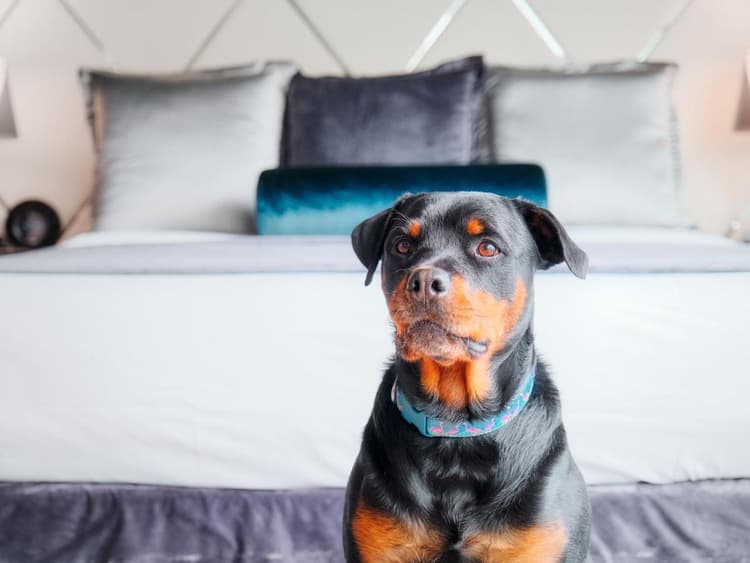 15 Best Pet Friendly Hotels in Vancouver