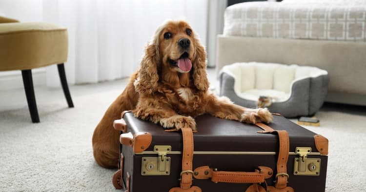 12 Best Pet Friendly Hotels in Los Angeles