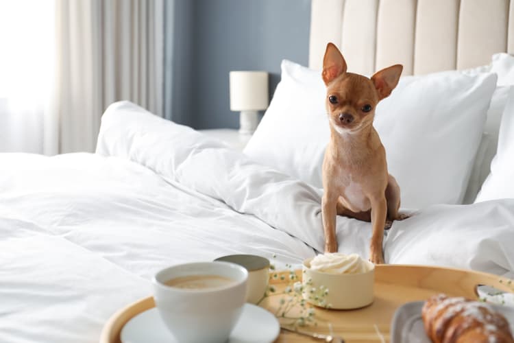 15 Best Pet-Friendly Hotels near Nashville Airport